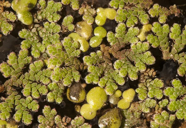 Lemna cf gibba hierba de pato hinchada que crece en cuerpos de agua estancada y eutrofiada —  Fotos de Stock