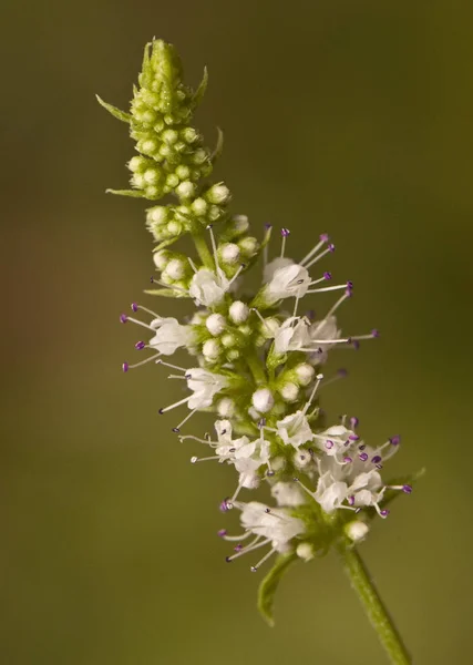 Mentha suaveolens round leaved mint aromatic plant that grows near streams and waterways with small white flowers in the shape of pineapples — Stock Photo, Image