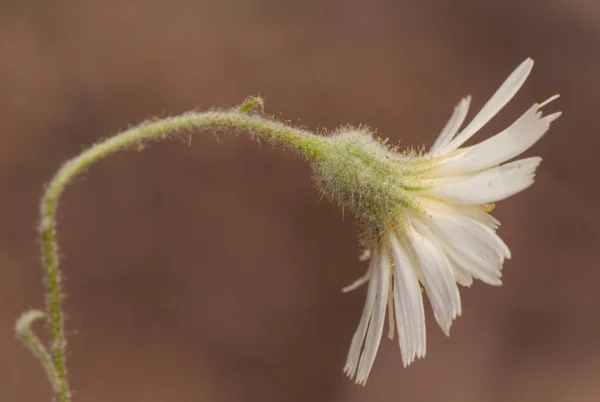 Compositae aff Pilosella egér-fül Hawkweed az Asteraceae család halványsárga virága — Stock Fotó