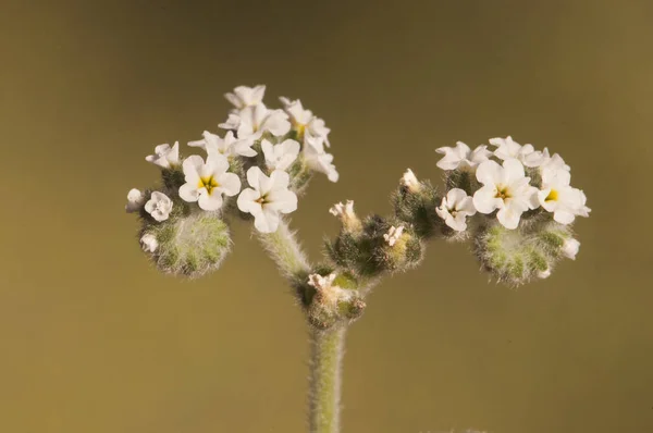 Heliotropium europaeum European heliotrope turnsole plant very abundant in the nitrified fields of Andalusia where it acts as a weed with pretty and small white flowers — Stock Photo, Image