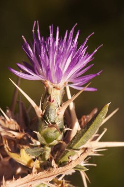 Centaurea calcitrapa. Kırmızı ya da mor starthistle. Tıbbi özellikleri olan değerli bir çiçek.