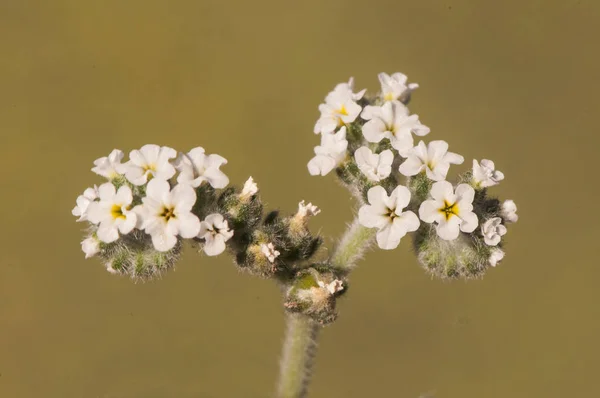 Heliotropium europaeum European heliotrope turnsole plant very abundant in the nitrified fields of Andalusia where it acts as a weed with pretty and small white flowers — Stock Photo, Image