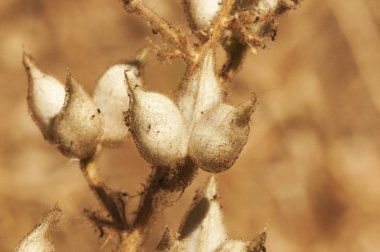 Delphinium staphisagria bit-bane ya da bitlere karşı ilaç olarak kullanılan bu bitkinin meyveleriyle stavesacre podları
