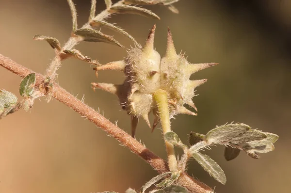 Tribulus terrestris get huvud, bullhead åsna caltrop små caltrops katter huvud ögonfransar djävlar törne djävlar ogräs punktion vinstockar tackweed växt med gula blommor och stucken frukt — Stockfoto