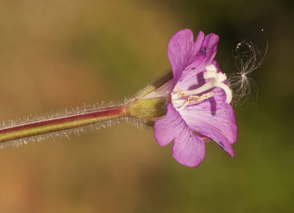 Epilobium hirsutum büyük kıllı willowhere sevimli çiçek derin mor veya pembe bitkiler birlikte büyür — Stok fotoğraf