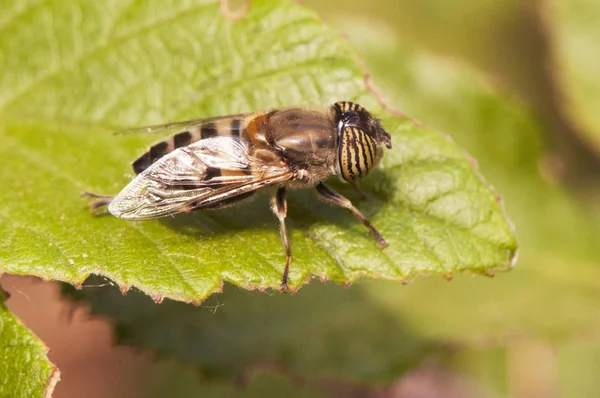 https://st3.depositphotos.com/1593491/32156/i/450/depositphotos_321560704-stock-photo-eristalinus-taeniops-band-eyed-drone.jpg