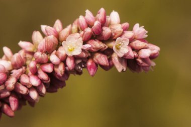 Polygonum türleri, mor ve beyaz çiçekli düğüm otları, akarsuların yanında büyüyen sivri uçlar gibidir.