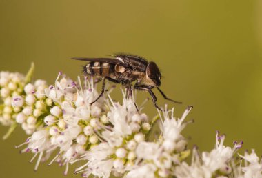 Stomorhina Lunata Çekirge Sineği yazın sonunda Mentha ve Foeniculum gibi her çeşit çiçekli bitkinin üzerine tünemiştir.