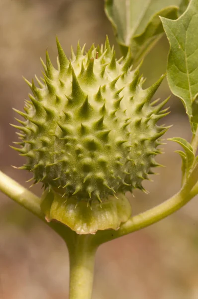 La maleza Datura stramonium jimson o el lazo de los demonios son plantas muy tóxicas comunes en Andalucía, donde se usaba como rodenticida en los huertos con grandes flores blancas y frutas como grandes bolas de espiga. —  Fotos de Stock