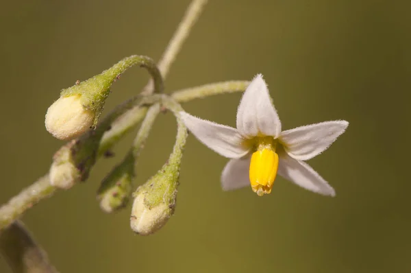 Solanum nigrum cespuglio di belladonna nera o mora che cresce come erbacce in campi incolti con graziosi fiori bianchi e gialli e bacche verdi o nere — Foto Stock