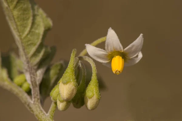 Solanum nigrum arbusto de sombra negra o mora que crece como malezas en campos no cultivados con bonitas flores blancas y amarillas y bayas verdes o negras — Foto de Stock