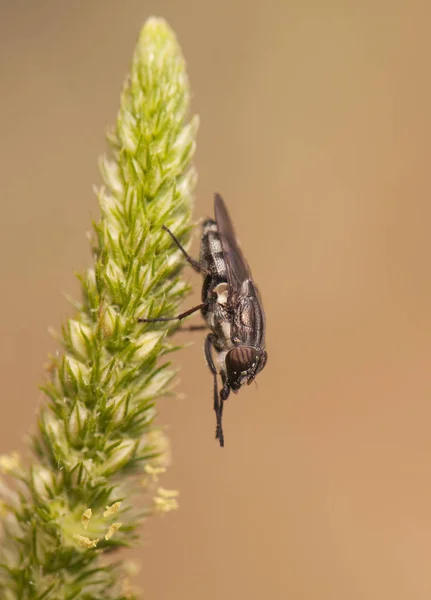 Stomorhina lunata Locust Blowfly mosca muy común al final del verano encaramado en todo tipo de plantas con flores como Mentha y Foeniculum — Foto de Stock