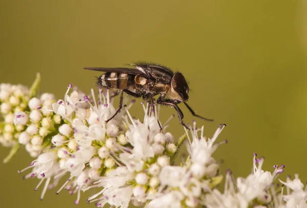 Stomorhina lunata Саранча Blowfly очень часто в конце лета сидел на всех видов цветущих растений, таких как Мента и Foeniculum — стоковое фото