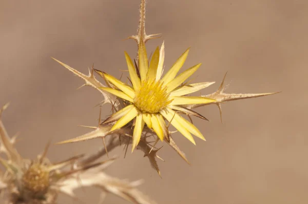 Carlina racemosa είναι ένα pinchuda ή γαϊδουράγκαθο φυτό της οικογένειας κίτρινο Compositae που ανθίζει στα μέσα του καλοκαιριού στην Ανδαλουσία — Φωτογραφία Αρχείου