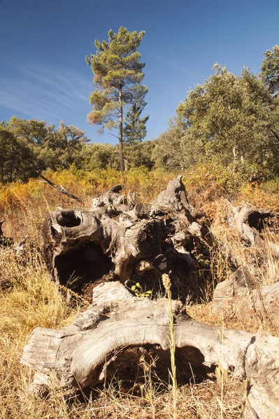 Fougères séchées et pins pourris sur ciel bleu à la fin de l'été dans la campagne de la Sierra de Huelva en Andalousie — Photo