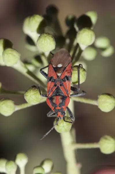 Spilosthetus pandurus semi bug rosso e nero insetto velenoso appollaiato su fiori di edera — Foto Stock