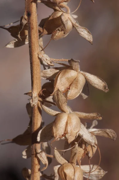 Digitalis purpurea plody fialové liščí rukavice na konci léta lusky obsahující semena se zdají otevřené a prázdné ve světle hnědé — Stock fotografie
