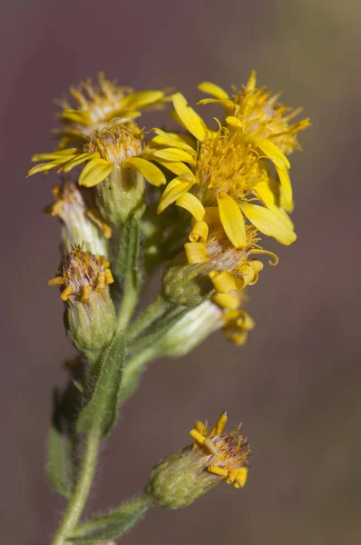 Dittrichia villosa sahte sarı uçlu tahta yapışkan ya da sarı pire torbası yazın sonunda bu sarı çiçekli güzel bitkiler Endülüs tarlalarında çiçek açan az sayıdaki bitkilerden biridir. — Stok fotoğraf