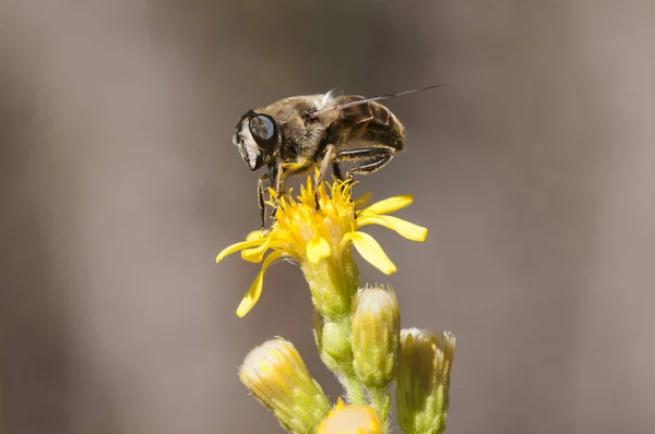 Eristais tenax drone Dittrichia viskoz difteri üzerinde sinek Dittrichia viscosa çiçeğine tünemiş bal arısına benzer. — Stok fotoğraf