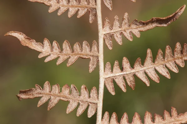 Pteridium aquilinum frein ou feuilles sèches de saumure commune de cette plante très commune dans les forêts de Sierra Morena en Andalousie — Photo