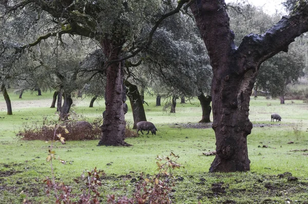 Nel pascolo andaluso di querce da sughero e lecci, i maiali iberici pascolano e mangiano liberamente ghiande durante i mesi montanera da novembre a febbraio. — Foto Stock