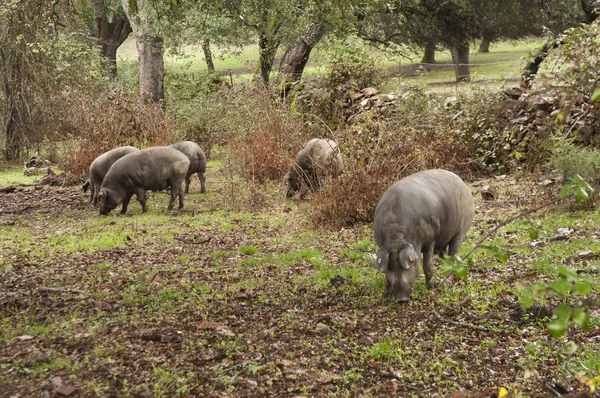 コルクオークやホルムオークのアンダルシア地方の牧草地では、 11月から2月までのモンタネラ期間中にイベリコ豚が自由にトウモロコシを放牧して食べます。 — ストック写真