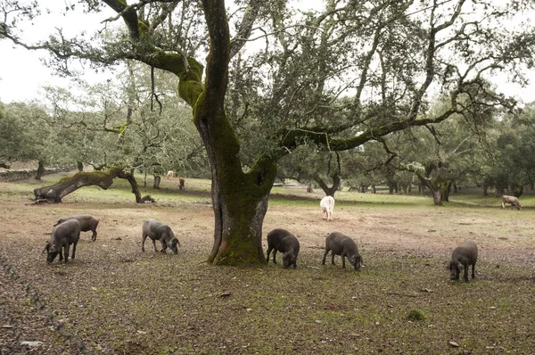 Nel pascolo andaluso di querce da sughero e lecci, i maiali iberici pascolano e mangiano liberamente ghiande durante i mesi montanera da novembre a febbraio. — Foto Stock