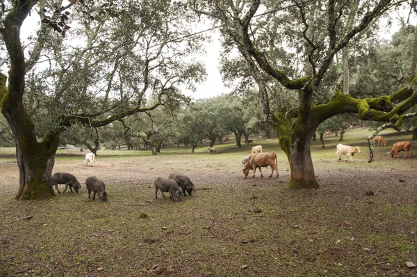 Nel pascolo andaluso di querce da sughero e lecci, i maiali iberici pascolano e mangiano liberamente ghiande durante i mesi montanera da novembre a febbraio. — Foto Stock