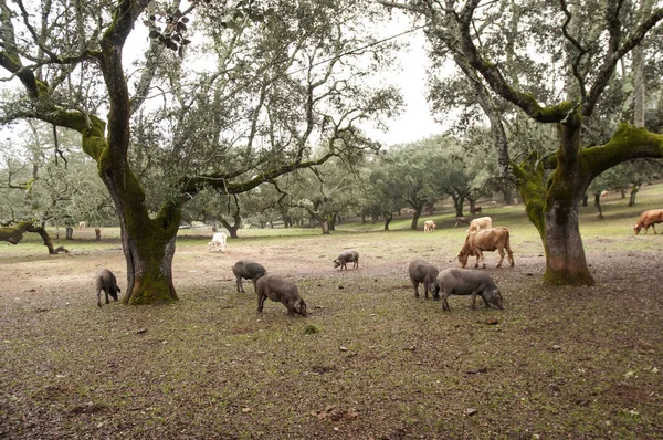 Nel pascolo andaluso di querce da sughero e lecci, i maiali iberici pascolano e mangiano liberamente ghiande durante i mesi montanera da novembre a febbraio. — Foto Stock