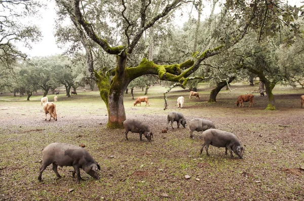 Nel pascolo andaluso di querce da sughero e lecci, i maiali iberici pascolano e mangiano liberamente ghiande durante i mesi montanera da novembre a febbraio. — Foto Stock
