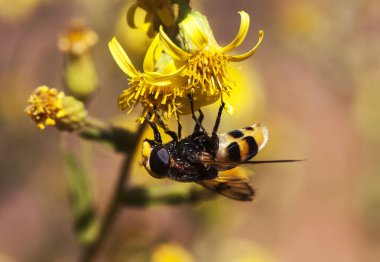 Volucella cf elegans uçan büyük diptero eşekarıları uçarken taklit hangi karıştırılır