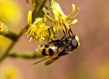 Volucella cf elegans uçan büyük diptero eşekarıları uçarken taklit hangi karıştırılır