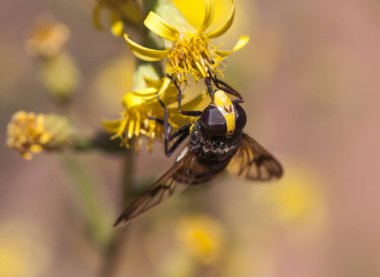 Volucella cf elegans uçan büyük diptero eşekarıları uçarken taklit hangi karıştırılır