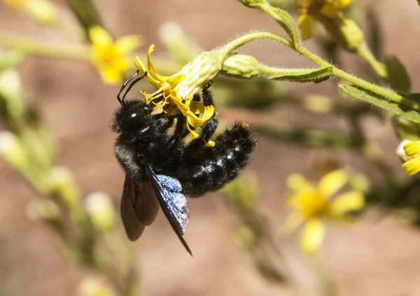 Xylocopa cf violacea Snickarbin bi i svart med stora blå reflektioner som häckar i hålrum — Stockfoto