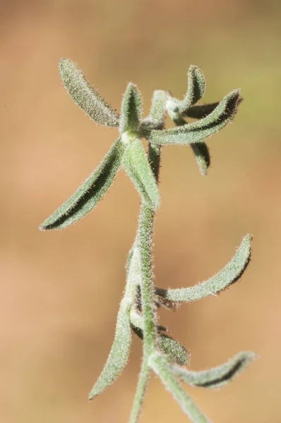Andryala laxiflora a Compositae család halványsárga virága szőrös és mirigyes szárakkal — Stock Fotó
