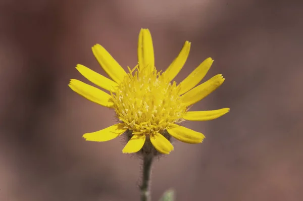Pulicaria paludosa. İspanyol sahte pire. Kompozitae ailesinin güzel sarı çiçeği. — Stok fotoğraf