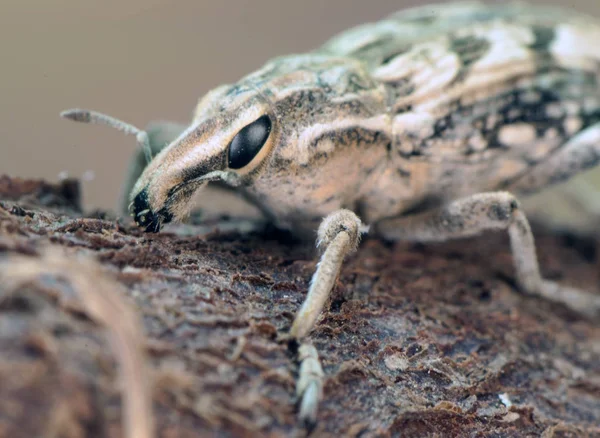 Coniocleonus sp. Veri coleotteri coleotteri scarabeo di faccia prominente di buone dimensioni di circa 2 cm di lunghezza arroccato su pezzo di legno — Foto Stock