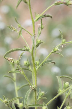 Ditrichia mezarları kokuşmuş otlar ya da kokuşmuş pireli yeşil bitkiler.