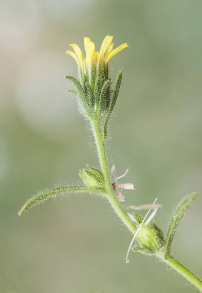 Ditrichia graveolens stinkwort o pulgón apestoso agradable planta verde con flores amarillas muy glandulosas — Foto de Stock