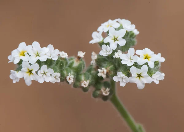 Heliotropium europaeum European heliotrope and turn sole weed very common in the fields of Andalusia in summer — Stockfoto