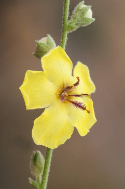 Verbascum cf sinuatum mullein presiosa Endülüs 'te sıkça rastlanan zehirli bir bitkinin sarı çiçeği