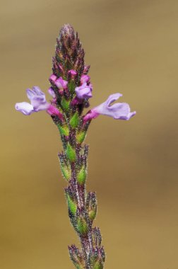 Verbena officinalis sade neşe ya da kutsal bitki tıbbi özellikleri olan küçük mor çiçek