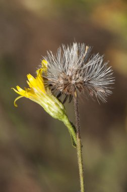 Dittrichia viscosa sahte sarı başlı tahta yapışkan ya da sarı pire