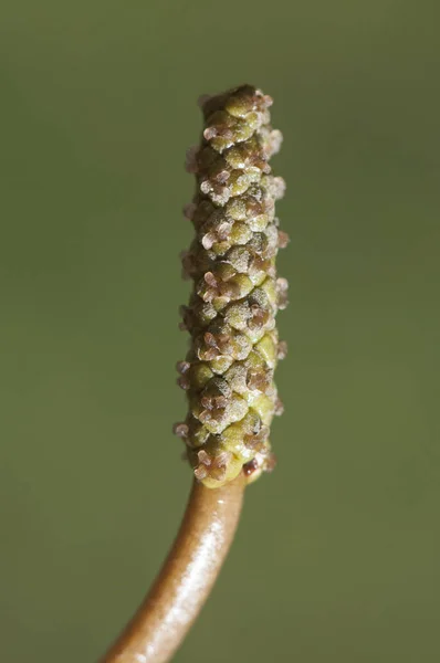 Potamogeton polyganifolius pondweed aquatic plant that sometimes covers the entire surface of streams and pond of backwaters — Stock Photo, Image