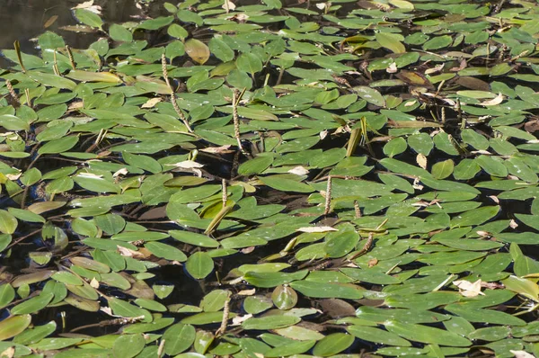 Potamogeton polyganifolius vijverwier waterplant die soms de hele oppervlakte van beken en vijver van backwaters bedekt — Stockfoto