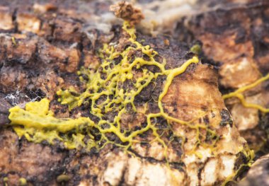 Myxomycetes, yaşamın ikinci evresinde mukoza mantarı ya da renkli mukus görünümlü plasmodium denen balçık kalıplarından oluşan yaşayan canlılardır.