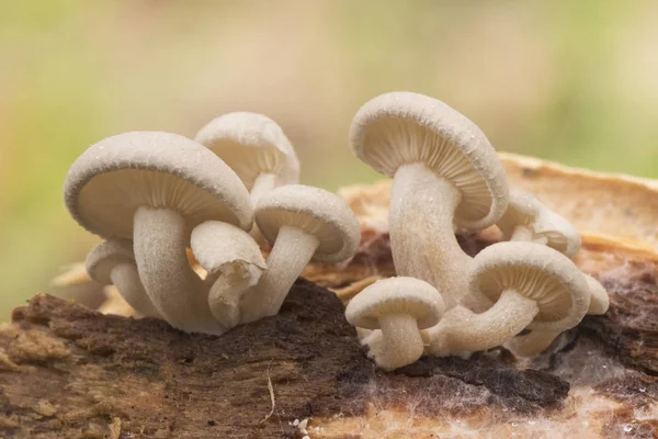 Ossicaulis lachnopus - красновато-белый гриб, который растет на гниющих стволах деревьев, таких как тополя осенью, когда влажность и температура умеренные. — стоковое фото