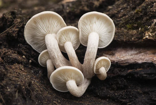 Ossicaulis lachnopus är en rödvit svamp som växer på ruttnande trädstammar såsom poppel på hösten när luftfuktigheten och temperaturen är mild — Stockfoto