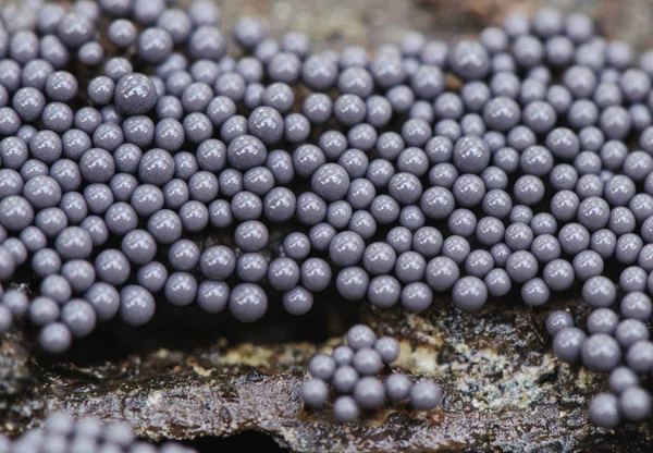 Cribraria argillacea lead shot schleimform myxomycete selbst junge grau und sieht aus wie Bleikugeln wachsen auf einem Kiefernstamm — Stockfoto