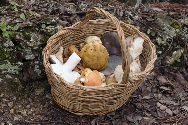 Корзина, полная грибов, собранных в поле осенью Leccinum Lactarius deliciosus Clitocybe Russula cyanoxantha вкусная натуральная еда — стоковое фото